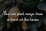 Yellow Mango Font