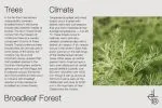 Broadleaf Font