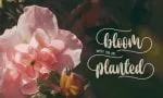 de Floras - Bold Font