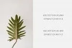 Espresso – Minimal Display Font